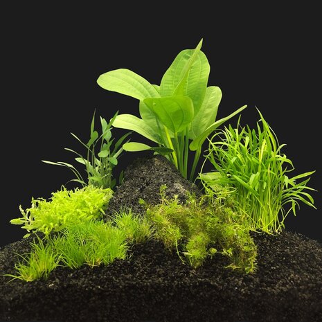 AquastoreXL Pflanzenpaket Garnelen 2 AquastoreXL Pflanzenpaket Garnelen 2