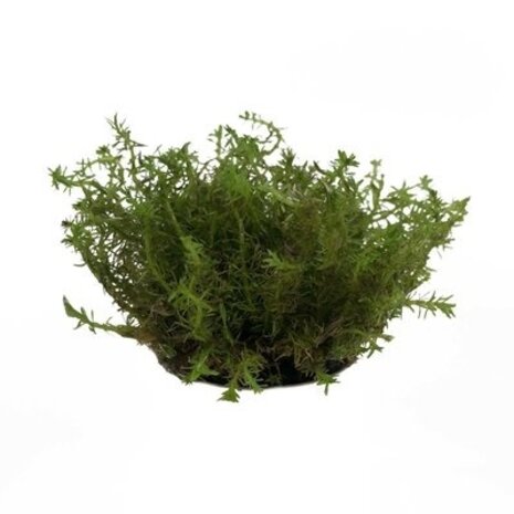 AquastoreXL Pflanzenpaket Garnelen 2 AquastoreXL Pflanzenpaket Garnelen 2