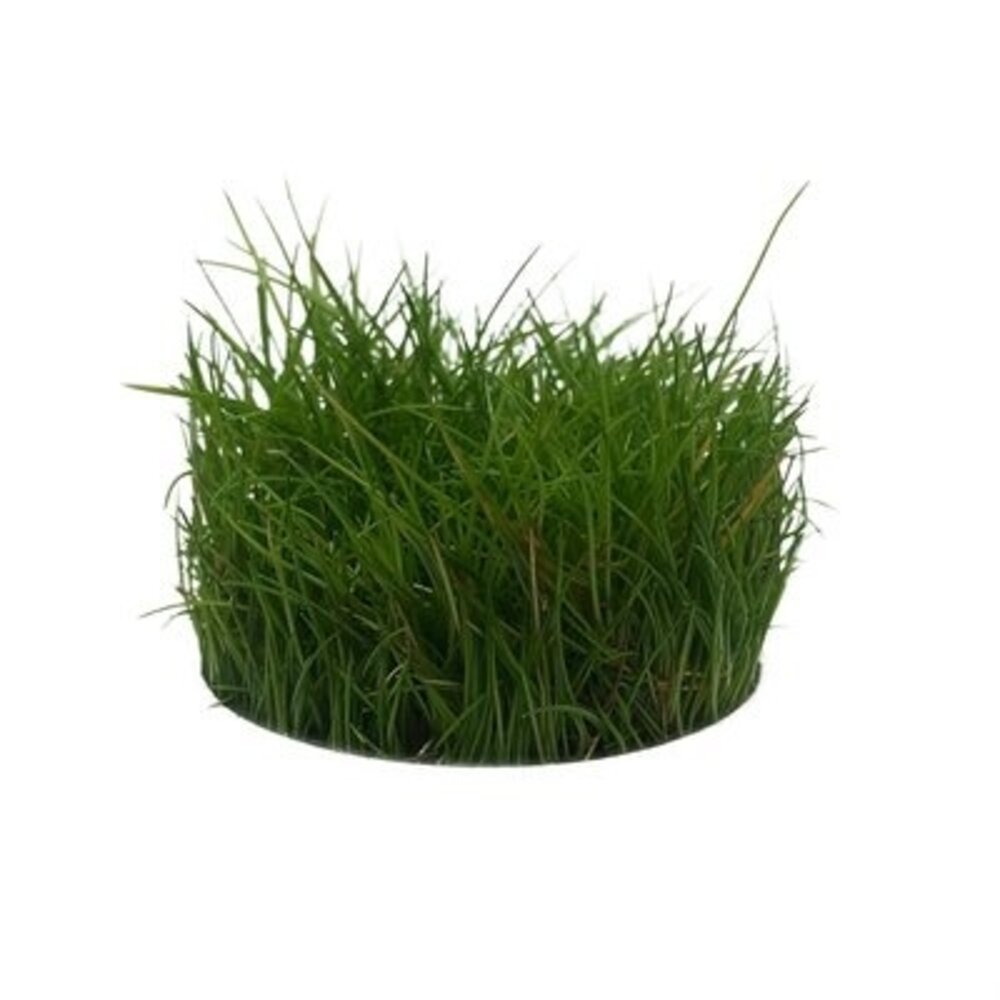 AquastoreXL Pflanzenpaket Garnelen 2 AquastoreXL Pflanzenpaket Garnelen 2