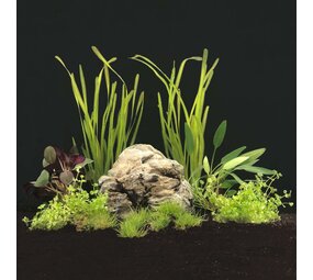 AquastoreXL Pflanzenpaket Beliebt AquastoreXL Pflanzenpaket Beliebt