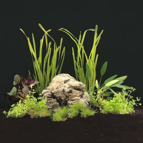 AquastoreXL Pflanzenpaket Beliebt