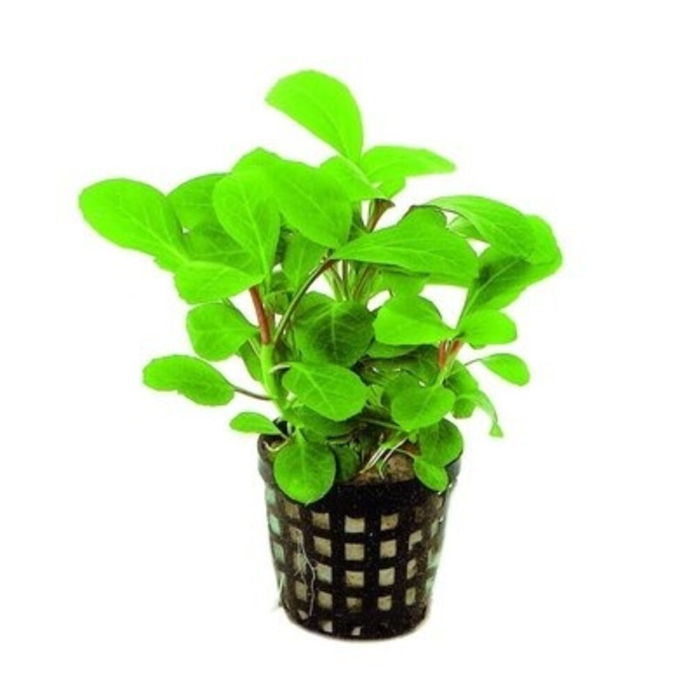 AquastoreXL Pflanzenpaket Beliebt