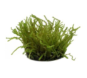 Waterplant Vesicularia sp. Kriechmoos in vitro Schale