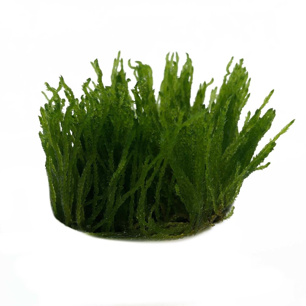 Waterplant Taxiphyllum sp. Flame in vitro Schale