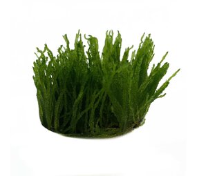 Waterplant Taxiphyllum sp. Flame in vitro Schale