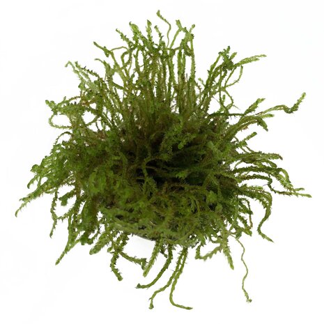 Wasserpflanze Vesicularia sp. Kriechmoos in vitro Schale