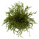 Wasserpflanze Vesicularia sp. Kriechmoos in vitro Schale