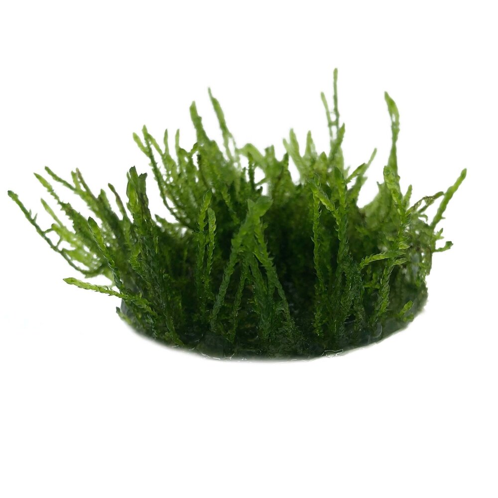 Waterplant Vesicularia Ferriei Weeping in vitro Schale Waterplant Vesicularia Ferriei Weeping in vitro Schale