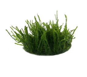 Wasserpflanze Vesicularia Ferriei Weeping in vitro Schale