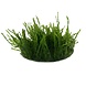 Wasserpflanze Vesicularia Ferriei Weeping in vitro Schale Wasserpflanze Vesicularia Ferriei Weeping in vitro Schale