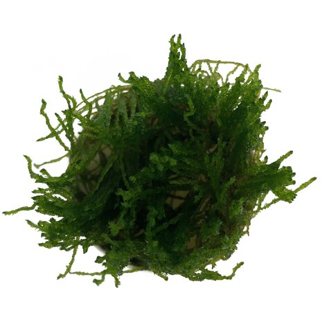 Waterplant Taxiphyllum sp. Flame in vitro Schale