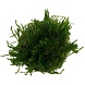 Wasserpflanze Taxiphyllum sp. Flame in vitro Schale Wasserpflanze Taxiphyllum sp. Flame in vitro Schale