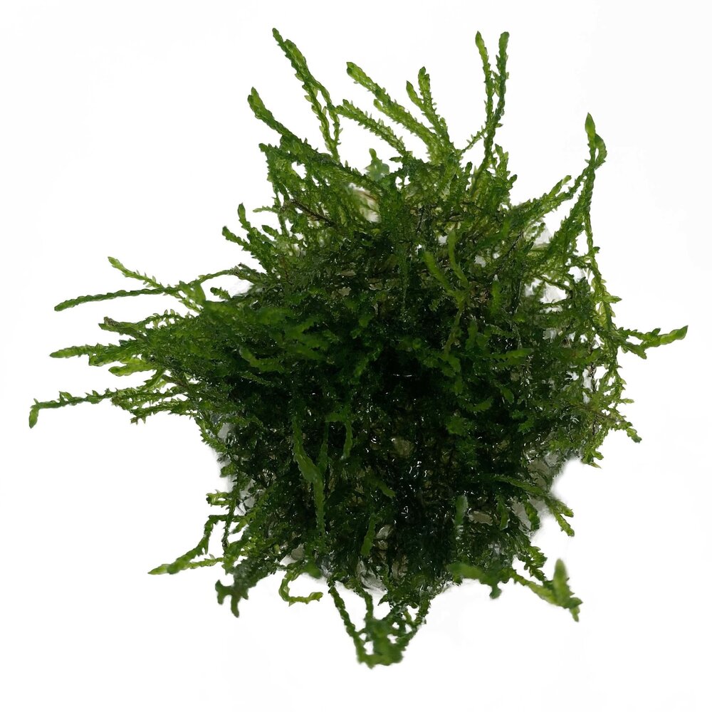 Waterplant Vesicularia Ferriei Weeping in vitro Schale Waterplant Vesicularia Ferriei Weeping in vitro Schale