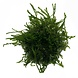 Wasserpflanze Vesicularia Ferriei Weeping in vitro Schale Wasserpflanze Vesicularia Ferriei Weeping in vitro Schale