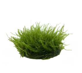 Wasserpflanze Taxiphyllum sp. Giant in vitro Schale