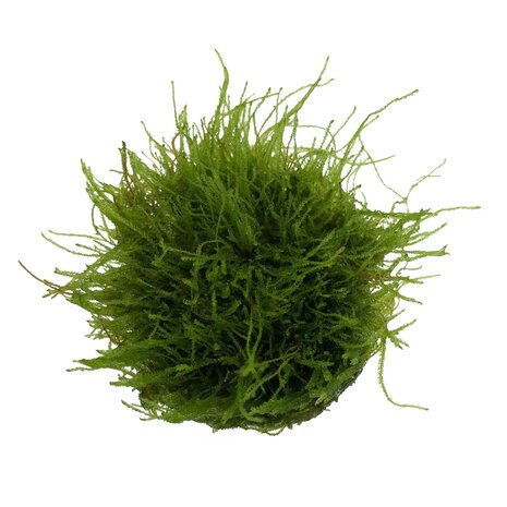 Waterplant Taxiphyllum sp. Giant in vitro Schale Waterplant Taxiphyllum sp. Giant in vitro Schale