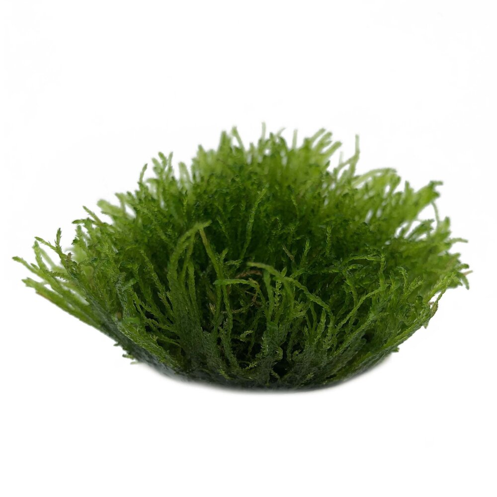 Wasserpflanze Taxiphyllum Barbieri in vitro Schale
