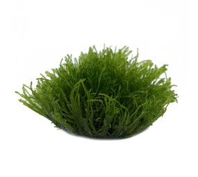 Waterplant Taxiphyllum Barbieri in vitro Schale