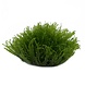 Wasserpflanze Taxiphyllum Barbieri in vitro Schale