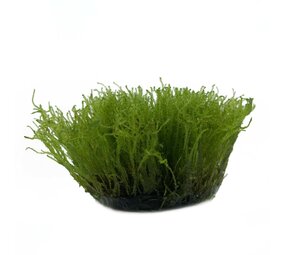 Waterplant Taxiphyllum Alternans Taiwan Moos in vitro Schale