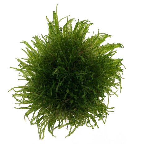 Wasserpflanze Taxiphyllum Barbieri in vitro Schale