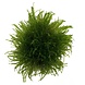 Wasserpflanze Taxiphyllum Barbieri in vitro Schale
