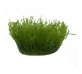 Wasserpflanze Leptodictyum Riparum Stringy Moos in vitro Schale