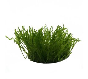 Waterplant Taxiphyllum sp. Spiky in vitro Schale