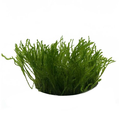 Wasserpflanze Taxiphyllum sp. Spiky in vitro Schale