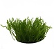 Wasserpflanze Taxiphyllum sp. Spiky in vitro Schale