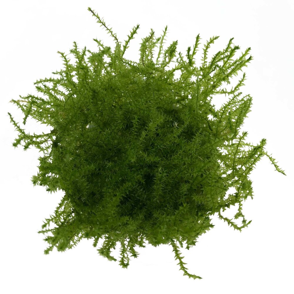 Waterplant Leptodictyum Riparum Stringy Moos in vitro Schale Waterplant Leptodictyum Riparum Stringy Moos in vitro Schale