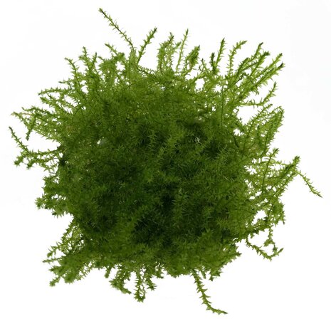 Waterplant Leptodictyum Riparum Stringy Moos in vitro Schale Waterplant Leptodictyum Riparum Stringy Moos in vitro Schale