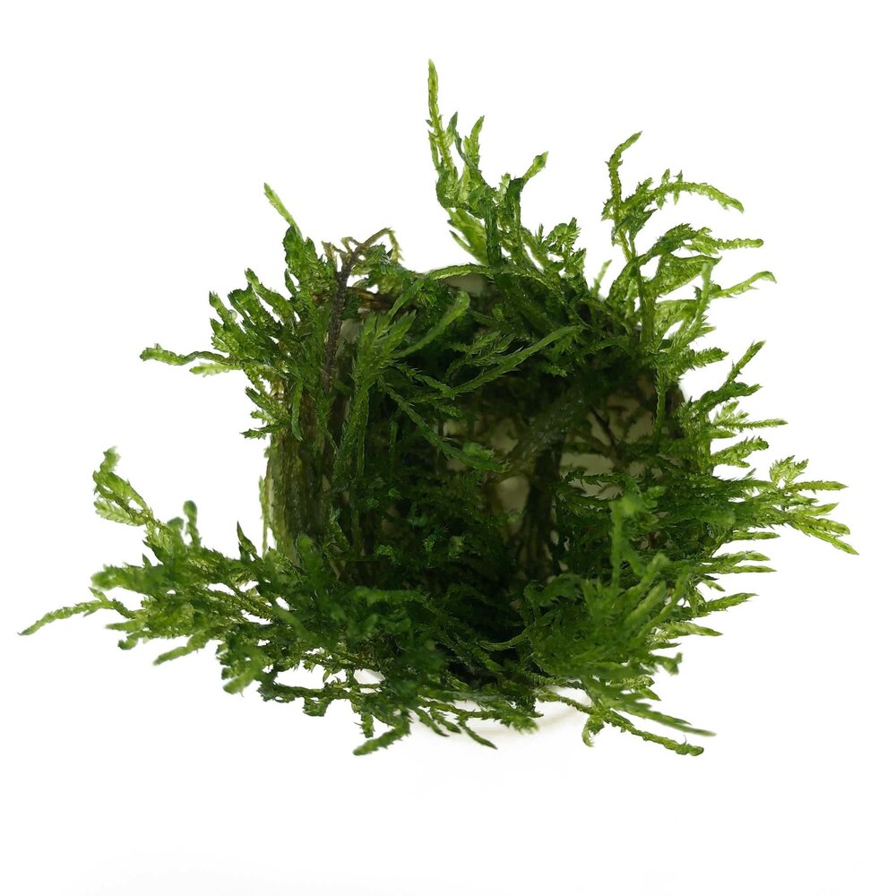 Wasserpflanze Taxiphyllum sp. Spiky in vitro Schale