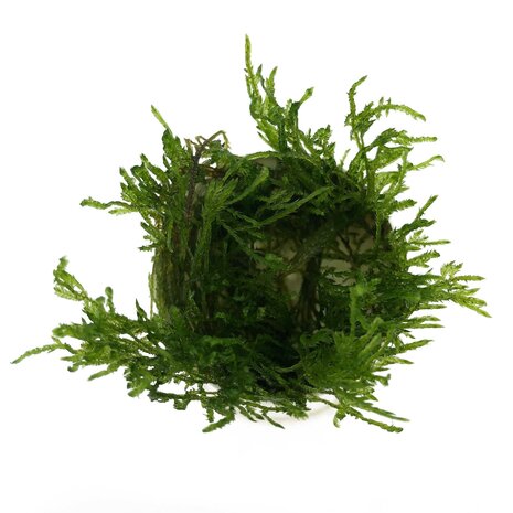 Wasserpflanze Taxiphyllum sp. Spiky in vitro Schale