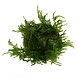 Wasserpflanze Taxiphyllum sp. Spiky in vitro Schale