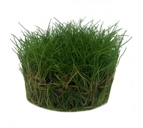 Wasserpflanze Eleocharis sp. Minima in vitro Schale