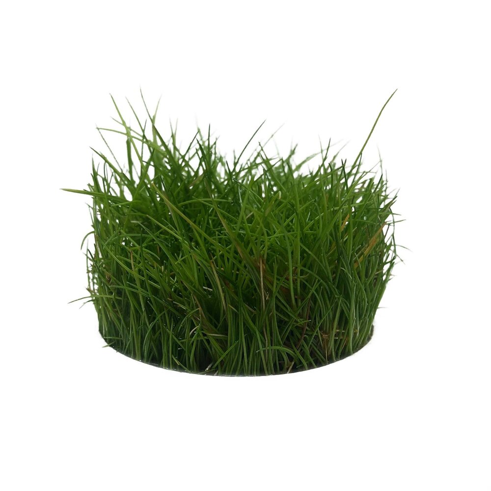 Waterplant Eleocharis Parvula in vitro Schale Nr. 41