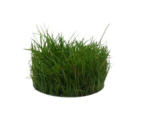 Waterplant Eleocharis Parvula in vitro Schale Nr. 41