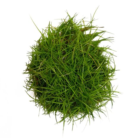 Waterplant Eleocharis Parvula in vitro Schale Nr. 41