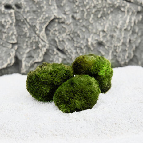 AquastoreXL DIY Dekorationsset Stein