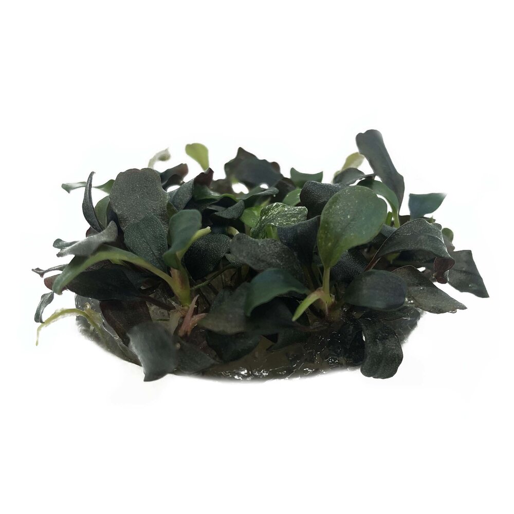Wasserpflanze Bucephalandra Sp. Red in vitro Schale Wasserpflanze Bucephalandra Sp. Red in vitro Schale