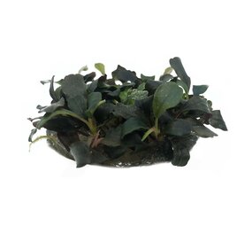 Wasserpflanze Bucephalandra Sp. Red in vitro Schale