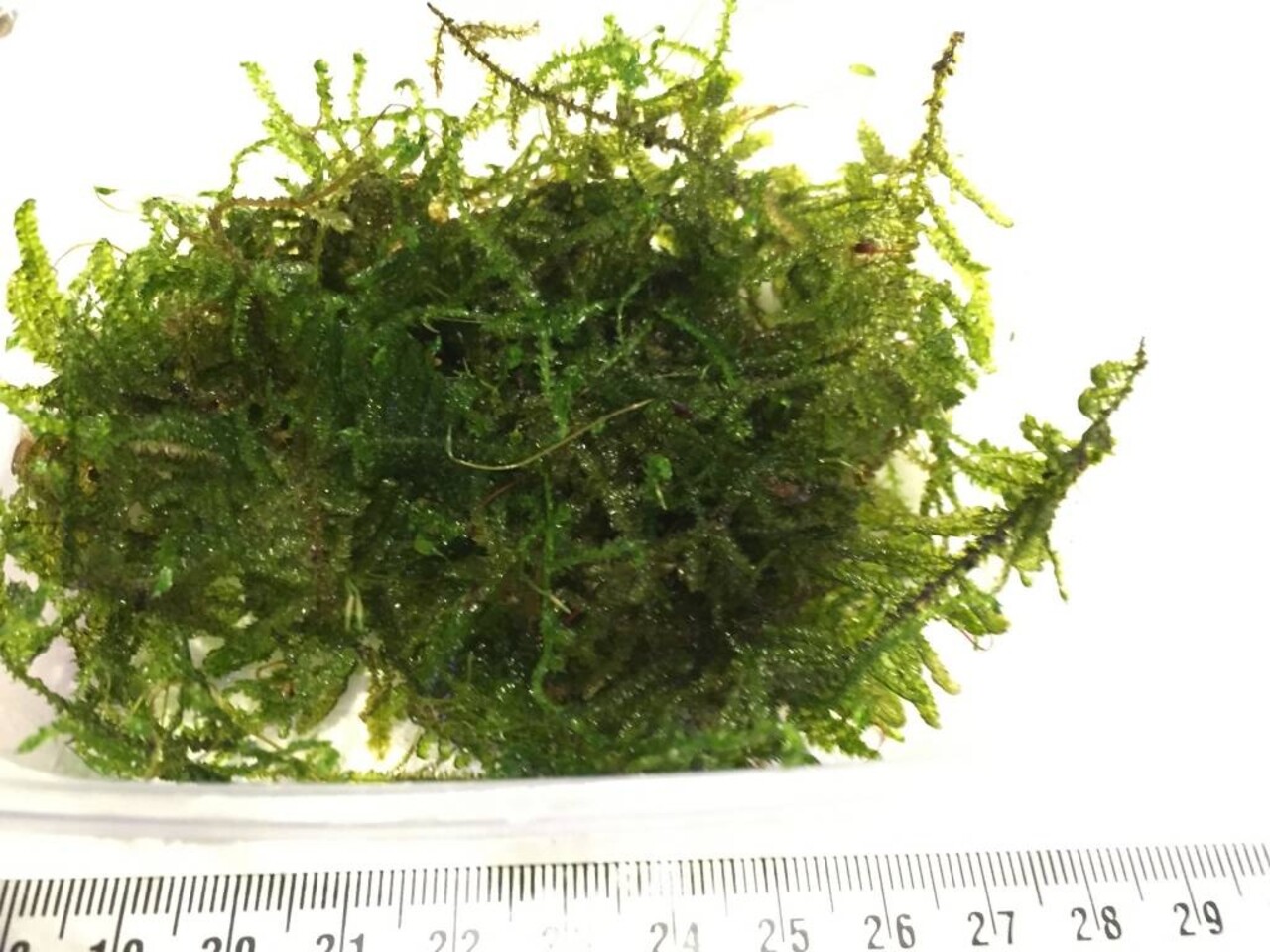 AquastoreXL DIY Dekorationsset Holz