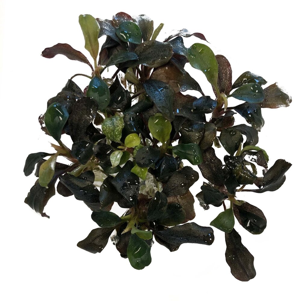 Wasserpflanze Bucephalandra Sp. Red in vitro Schale Wasserpflanze Bucephalandra Sp. Red in vitro Schale