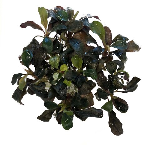 Wasserpflanze Bucephalandra Sp. Red in vitro Schale Wasserpflanze Bucephalandra Sp. Red in vitro Schale