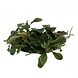 Wasserpflanze Bucephalandra Deep Purple in vitro Schale