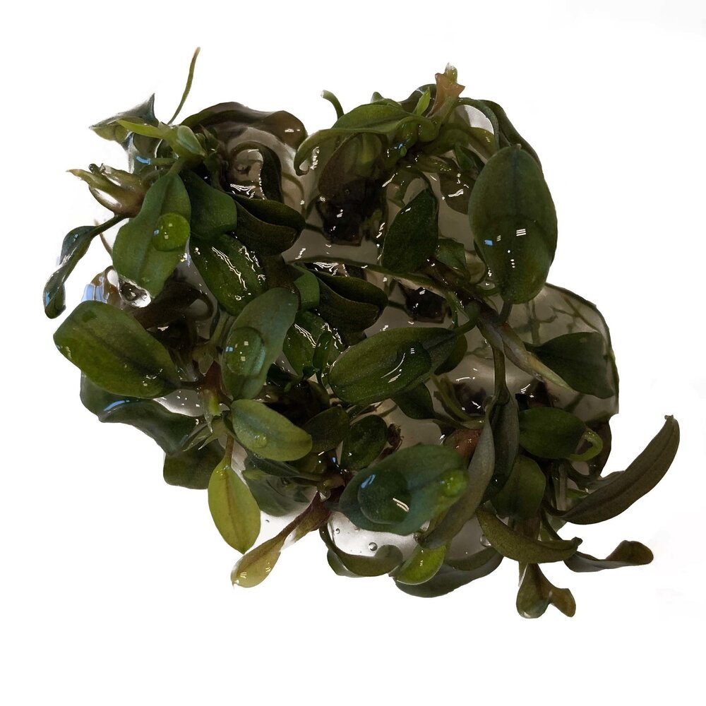Wasserpflanze Bucephalandra Deep Purple in vitro Schale