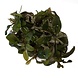 Wasserpflanze Bucephalandra Deep Purple in vitro Schale