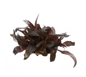 Wasserpflanze Alternanthera Reineckii Pink In Vitro Schale