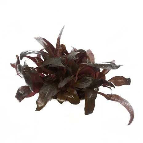 Wasserpflanze Alternanthera Reineckii Pink In Vitro Schale Wasserpflanze Alternanthera Reineckii Pink In Vitro Schale